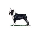 100 pics Dog Breeds answers Boston Terrier