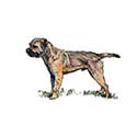 100 pics Dog Breeds answers Border Terrier