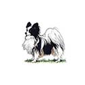 100 pics Dog Breeds answers Samoyed