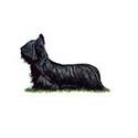 100 pics Dog Breeds answers Skye Terrier