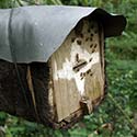 100 pics Dwellings answers Bee Hive