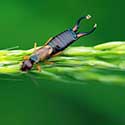 100 pics E Is For answers Earwig