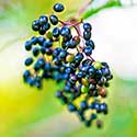 100 pics E Is For answers Elderberries