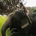 100 pics Experiences answers Ride An Elephant