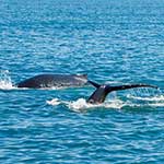 100 pics Experiences answers Whale Watching