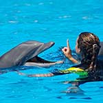 100 pics Experiences answers Dolphin Swim