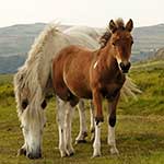100 pics F Is For answers Foal