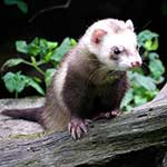 100 pics F Is For answers Ferret