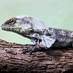 100 pics F Is For answers Frilled Lizard