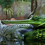 100 pics G Is For answers Gharial