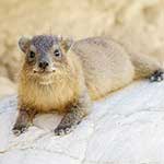 100 pics H Is For answers Hyrax