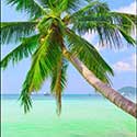 100 pics Holidays answers palm tree