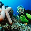 100 pics Holidays answers scuba diving 