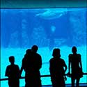 100 pics Holidays answers aquarium
