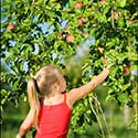 100 pics Holidays answers fruit picking