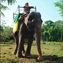 100 pics Holidays answers elephant ride