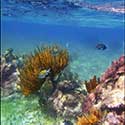 100 pics Holidays answers coral reef