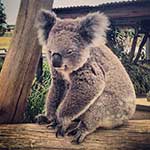 100 pics I Heart Australia answers Koala