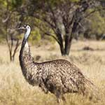 100 pics I Heart Australia answers Emu
