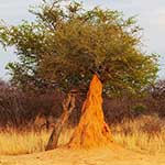 100 pics I Heart Australia answers Termite Mound
