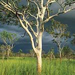 100 pics I Heart Australia answers Eucalyptus Tree