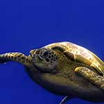 100 pics I Heart Australia answers Green Turtle