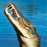 100 pics I Heart Australia answers Saltwater Croc