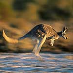 100 pics I Heart Australia answers Kangaroo