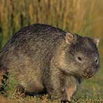100 pics I Heart Australia answers Wombat