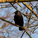 100 pics J Is For answers Jackdaw