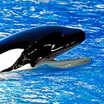 100 pics K Is For answers Killer Whale