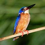 100 pics K Is For answers Kingfisher