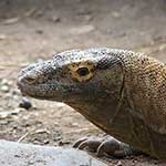 100 pics K Is For answers Komodo