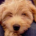 100 pics L Is For answers Labradoodle