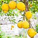100 pics Languages answers Lemons