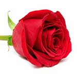 100 pics Love answers Red Rose