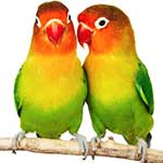 100 pics Love answers Love Birds