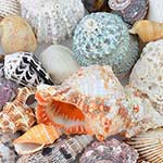 100 pics Nature answers Shells