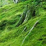 100 pics Nature answers Moss