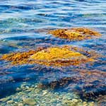 100 pics Nature answers Seaweed