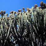 100 pics Nature answers Cacti