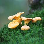 100 pics Nature answers Fungi