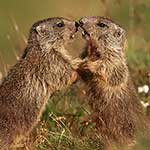 100 pics Nature answers Rodents