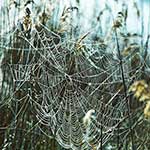 100 pics Nature answers Spiders Web