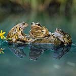 100 pics Nature answers Amphibians