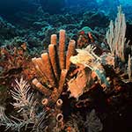 100 pics Nature answers Sponges