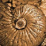 100 pics Nature answers Ammonite