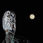 100 pics Nature answers Nocturnal