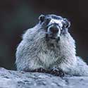 100 pics North America answers Marmot