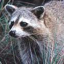 100 pics North America answers Raccoon